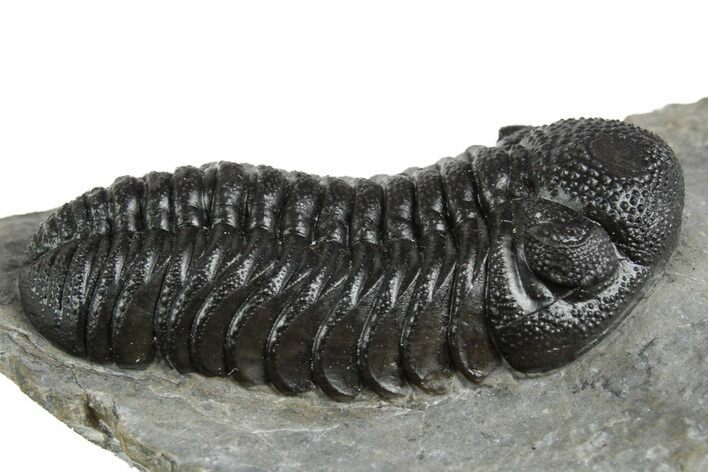 Beautiful Morocops Trilobite - Ofaten, Morocco #348433